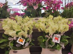 -亭亭鲜花店(中山北路店)