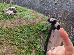 -都江堰中华大熊猫苑