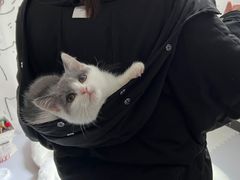 -lincat·猫舍(广州店)