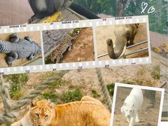 -西霞口神雕山野生动物世界