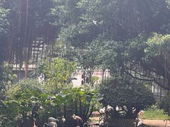 -九龙公园