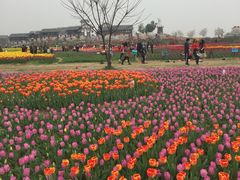 -金卉庄园
