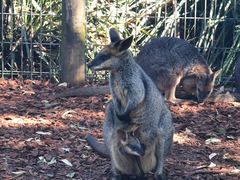 -费瑟代尔野生动物园