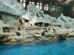 -帝企鹅自助餐厅•儿童岛•真企鹅(长隆企鹅酒店)