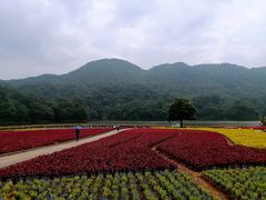 -广州市石门国家森林公园