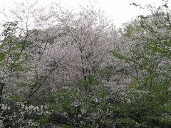 -武汉大学-樱园