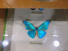 -上海大自然野生昆虫馆