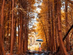 -马峦山郊野公园