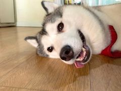 小苹果-Husky Go! 哈士奇体验馆·宠物咖啡厅狗咖