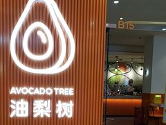-油梨树 AVOCADO TREE(亮马桥店)
