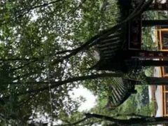-巴山一绝烤全羊(三圣乡刘家花园店)