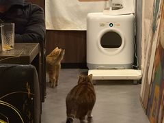 -咖法森林·咖啡  酒吧(天河店)