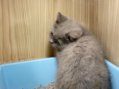 -屋虎猫馆(宝安大仟里店)