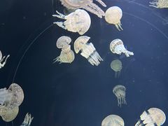 -大阪海游馆