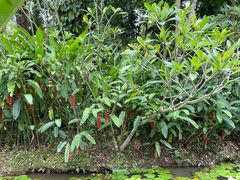 -中国科学院西双版纳热带植物园
