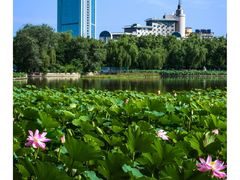 -莲花池公园