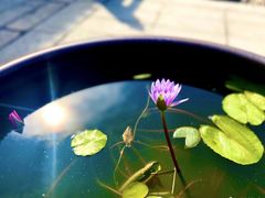 -深圳仙湖植物园