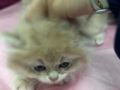 -北京观赏动物医院·24小时大型综合·猫专科·异宠专科