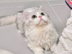 -Bastet sally猫舍购宠(静安店)