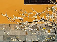 -西园戒幢律寺