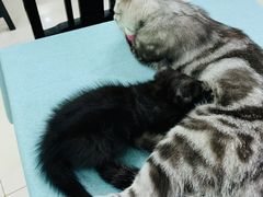 -鼓捣猫呢主题猫咖店