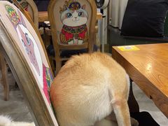 -more than meow吴止猫主题餐厅(承德 中船汇店)