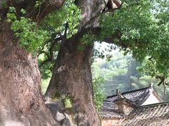 -杨家堂村