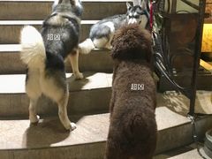 -more than meow吴止猫主题餐厅(承德 中船汇店)