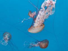 -大连老虎滩海洋公园