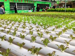 -兰陵国家农业公园