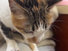 -艾贝尔宠物医院 ·内科全科(梁溪路店)