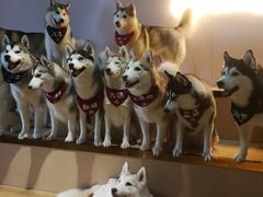 -Husky Go! 哈士奇体验馆·宠物咖啡厅狗咖