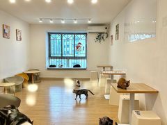 -有喵·猫咖·狗咖·30几只猫10只小狗(岗厦店)