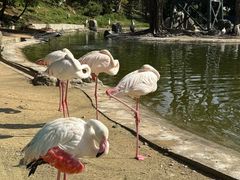 -吉隆坡雀鸟公园