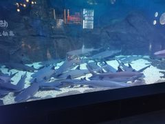 -烟台海昌鲸鲨海洋公园