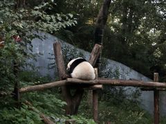 -红山森林动物园