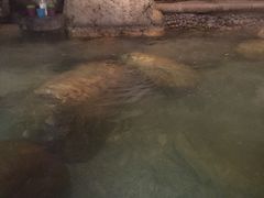 -青城道汤池