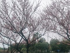 -香宫中餐厅 · 桂林香格里拉
