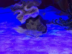 -芜湖新华联大白鲸海洋公园