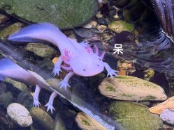 -Zoolung Zoolung动物主题公园(海信广场店)