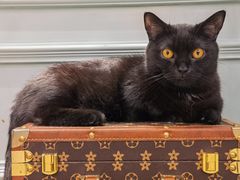 -安格丽娜·狗咖·猫咖羊驼咖(春熙路百盛商场店)