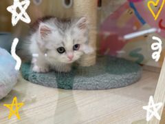 -momokira米努特·德文卷毛猫·棉花面纱犬