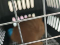 -小伙伴宠物医院·CT·骨科·眼科(高新店)