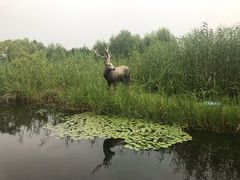 -溱湖国家湿地公园