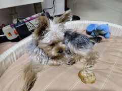 -宠福鑫康馨动物医院·骨科·眼科