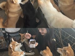-柴犬高等学院·狗咖·柴犬售卖·宠物训练
