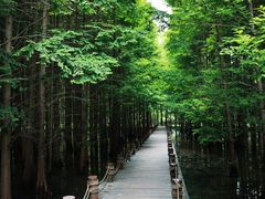 -桤木河湿地公园