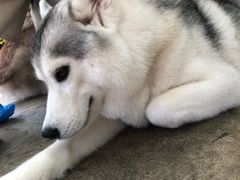 -TrueLove @ Neverland (Husky Cafe)