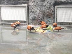 -武汉动物园