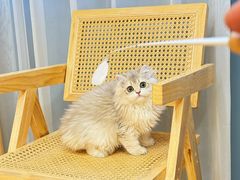 -猫十亿·布偶金渐层·曼基康矮脚猫舍(青年路店)